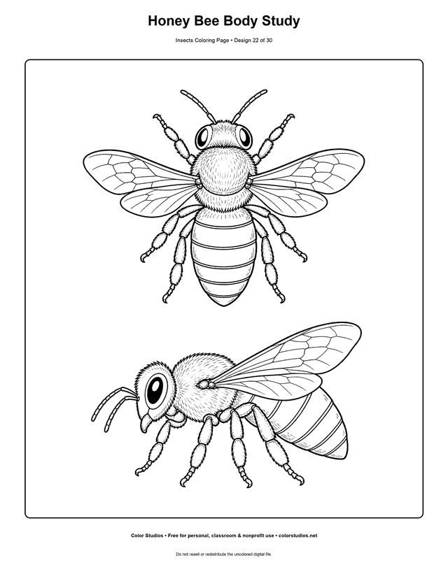 Realistic dorsal and side views of a worker honey bee coloring page.
