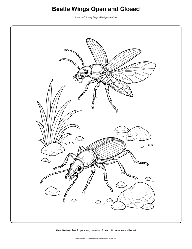 Realistic ground beetles showing closed wing cases and unfolded flight wings coloring page.