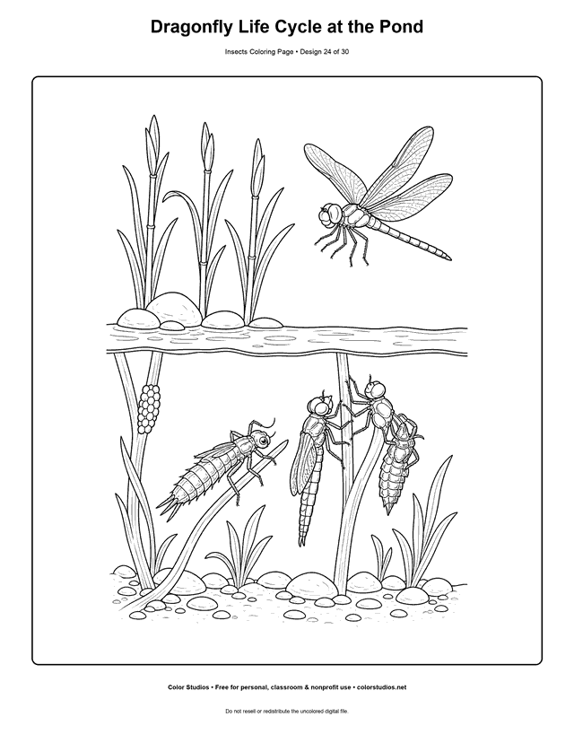 Dragonfly life cycle from pond eggs and aquatic nymph to winged adult coloring page.