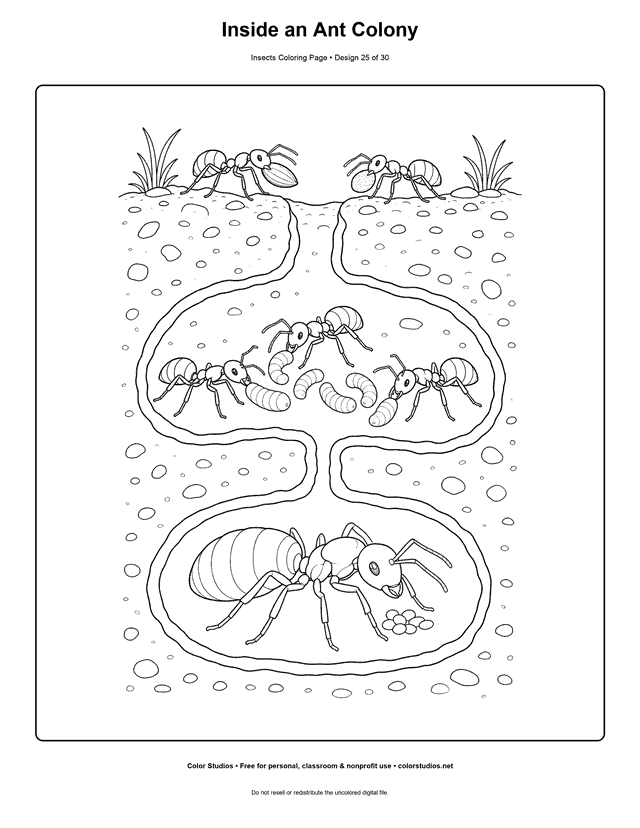 Realistic soil cutaway of a queen, worker ants, eggs, larvae, tunnels, and seed chamber coloring page.