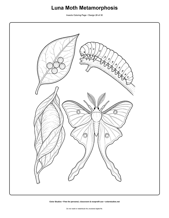 Luna moth life cycle with eggs, caterpillar, cocoon, and four-winged adult coloring page.