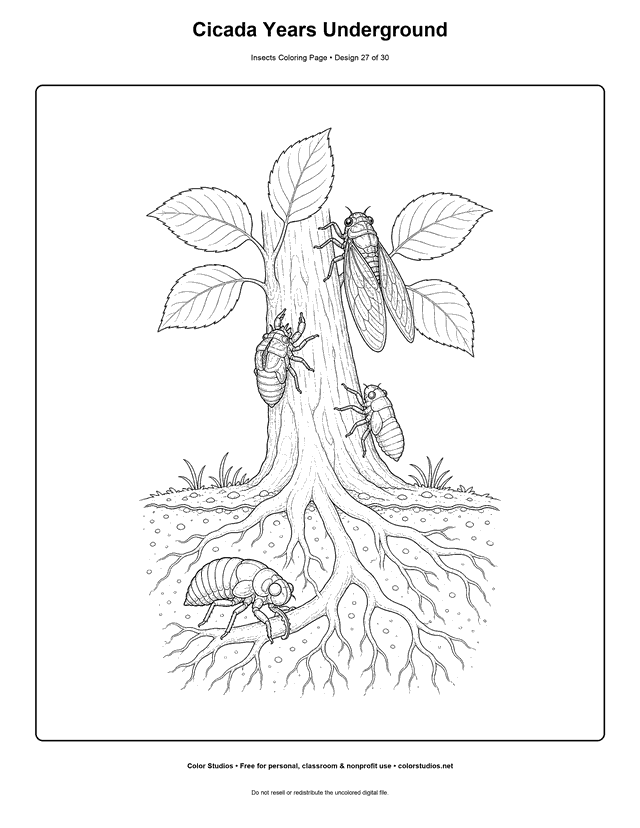 Cicada life cycle with underground nymph, climbing nymph, empty shell, and winged adult coloring page.