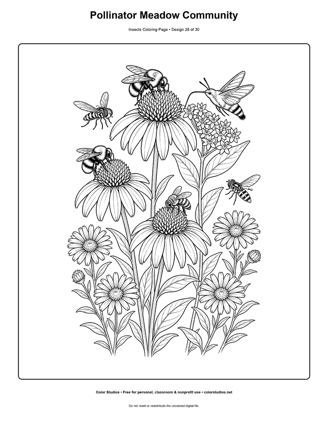 Detailed meadow with bumblebees, honey bee, hoverflies, and hummingbird moth visiting native flowers coloring page.