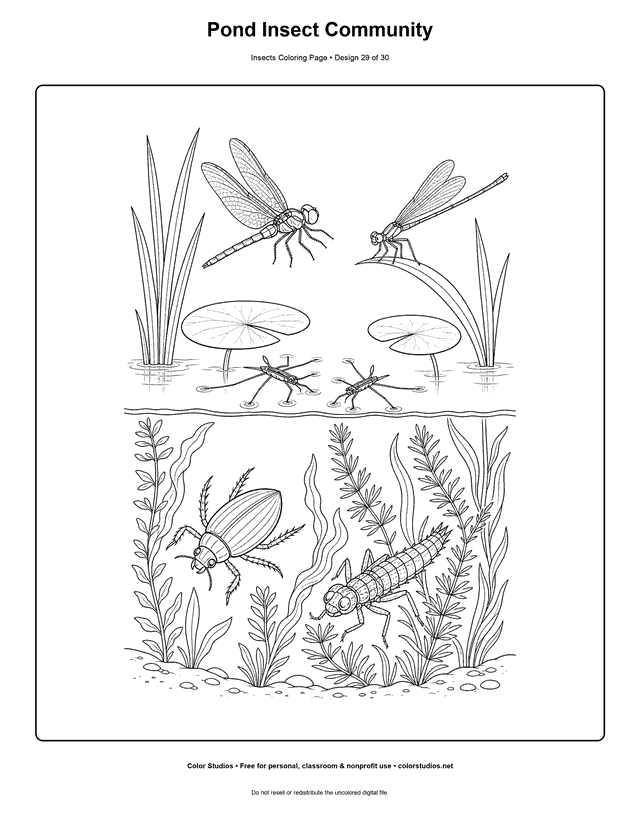 Detailed pond community with dragonfly, damselfly, water striders, diving beetle, and dragonfly nymph coloring page.
