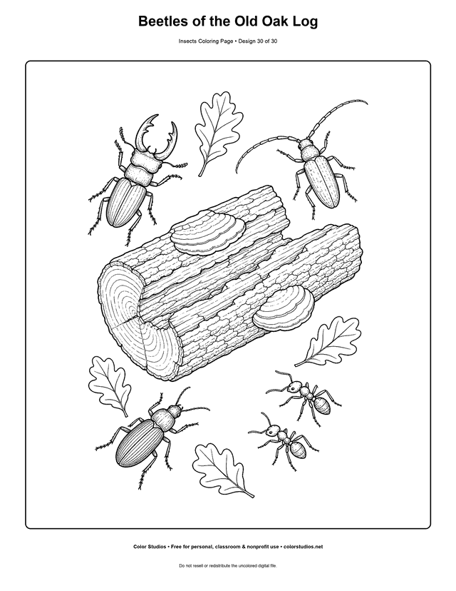 Detailed old oak log with stag, longhorn, and ground beetles plus worker ants coloring page.