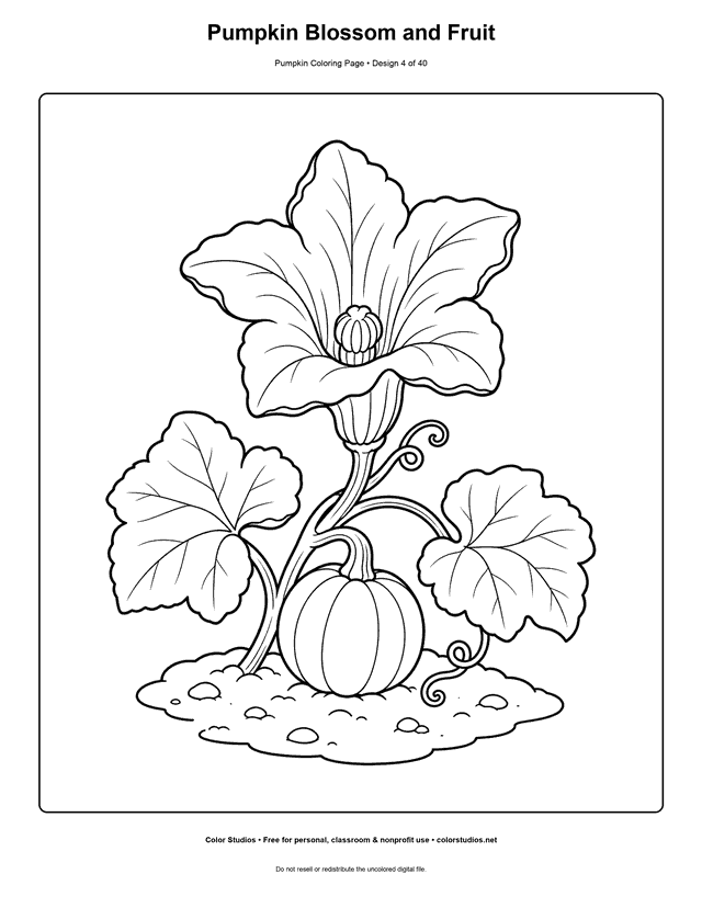 Pumpkin Blossom and Fruit free printable pumpkin coloring page.