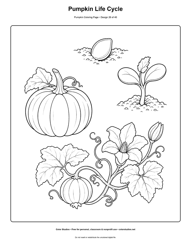Pumpkin Life Cycle free printable pumpkin coloring page.