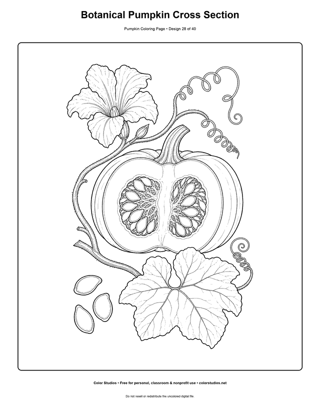 Botanical Pumpkin Cross Section free printable pumpkin coloring page.