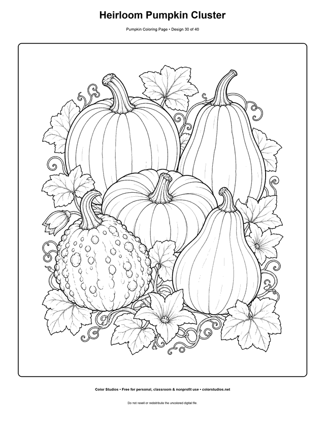 Heirloom Pumpkin Cluster free printable pumpkin coloring page.