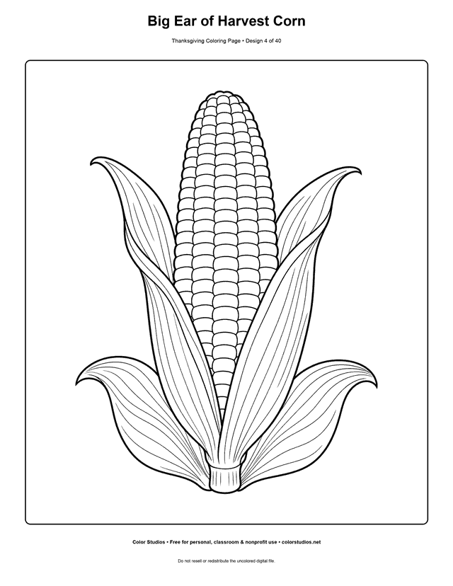 Large ear of corn with open husks coloring page.