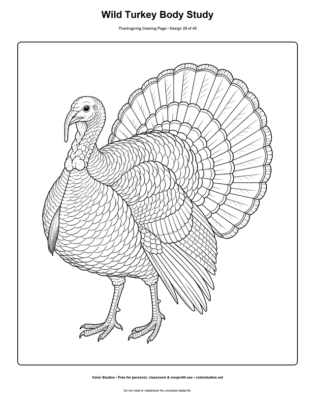 Realistic side-view wild turkey body study coloring page.