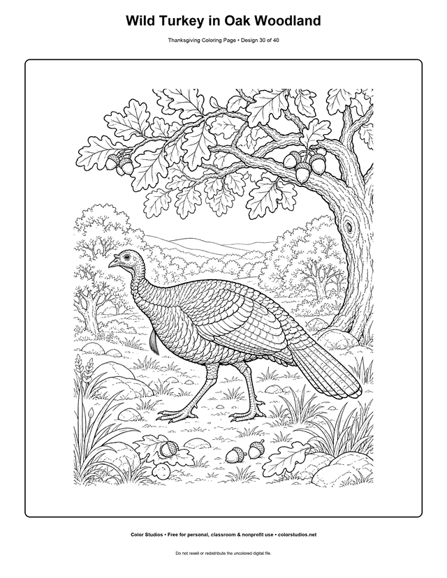 Wild turkey walking through an oak woodland coloring page.