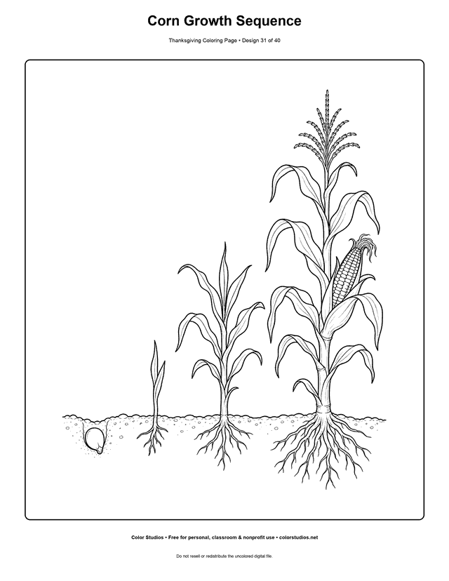 Four stages of corn growth coloring page.