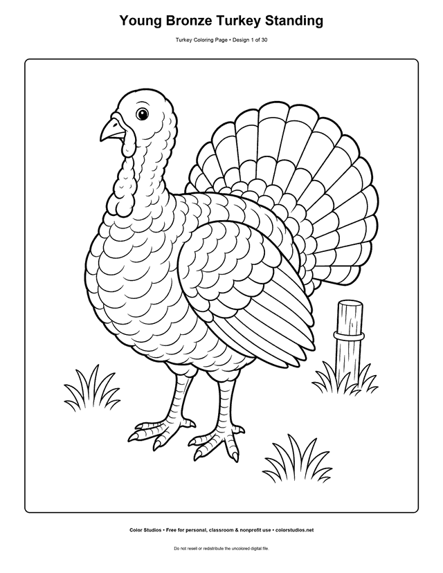 Preview of an original turkey coloring page
