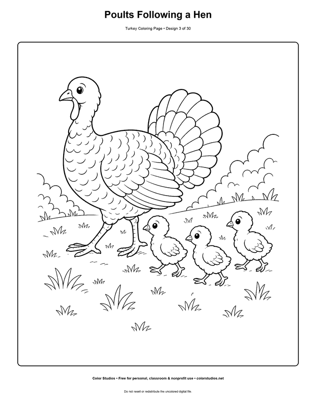 Poults Following a Hen printable turkey coloring page.