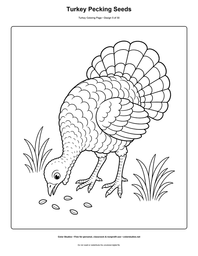 Turkey Pecking Seeds printable turkey coloring page.