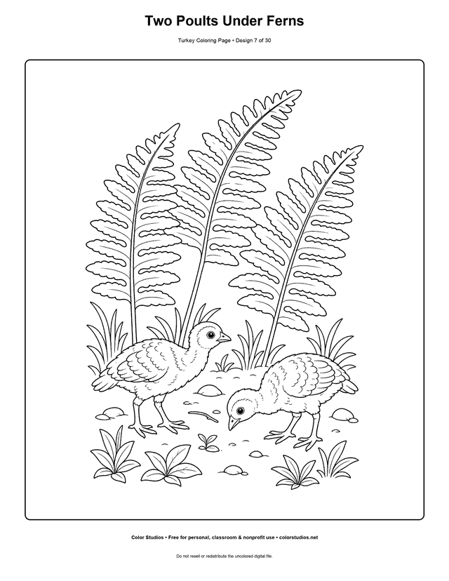 Two Poults Under Ferns printable turkey coloring page.
