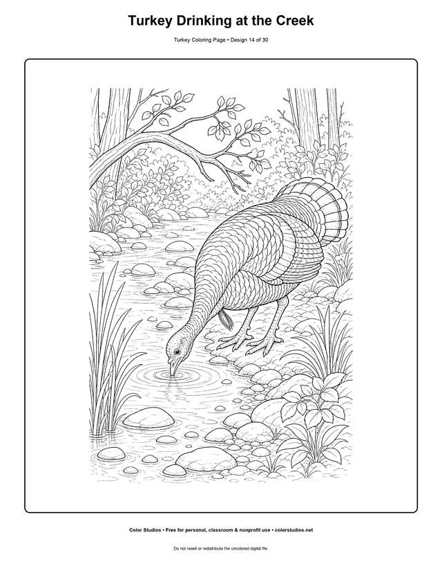 Turkey Drinking at the Creek printable turkey coloring page.
