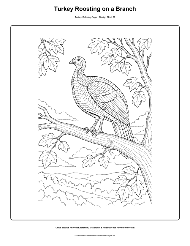 Turkey Roosting on a Branch printable turkey coloring page.