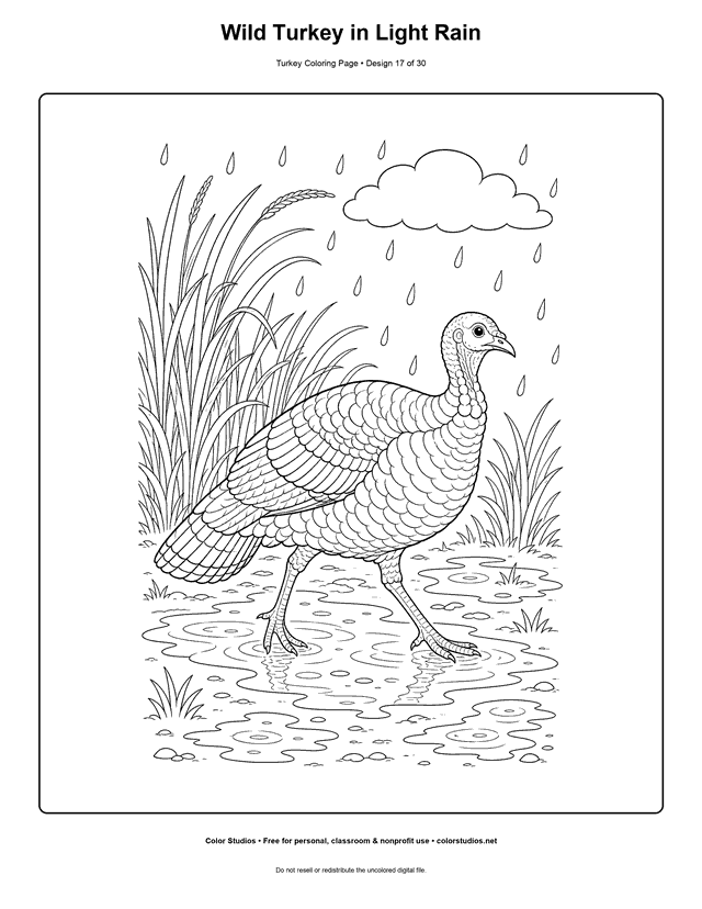 Wild Turkey in Light Rain printable turkey coloring page.