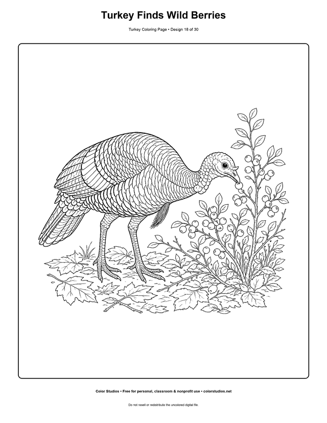Turkey Finds Wild Berries printable turkey coloring page.