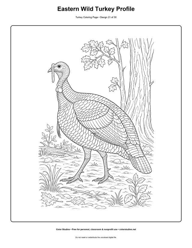 Eastern Wild Turkey Profile printable turkey coloring page.