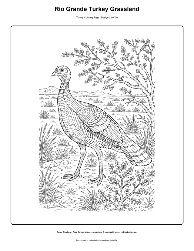 Rio Grande Turkey Grassland printable turkey coloring page.