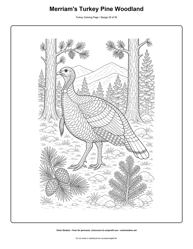 Merriam's Turkey Pine Woodland printable turkey coloring page.