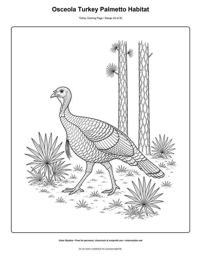 Osceola Turkey Palmetto Habitat printable turkey coloring page.