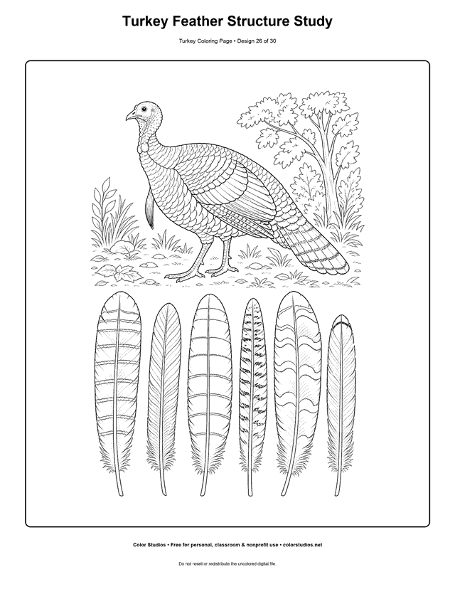 Turkey Feather Structure Study printable turkey coloring page.